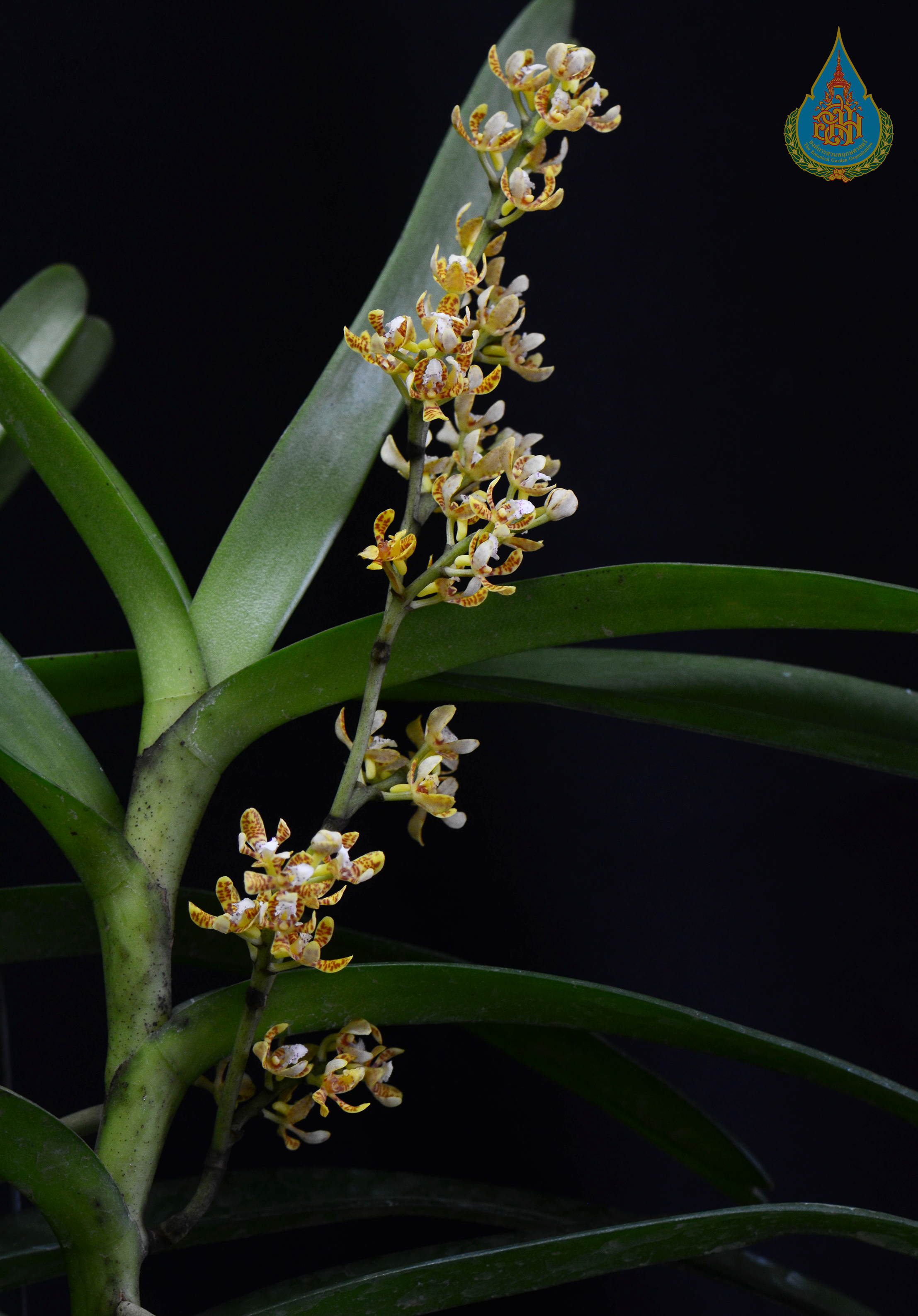 เอื้องตีนจิ้งจก Acampe ochracea (Lindl.) Hochr.<br/>ORCHIDACEAE